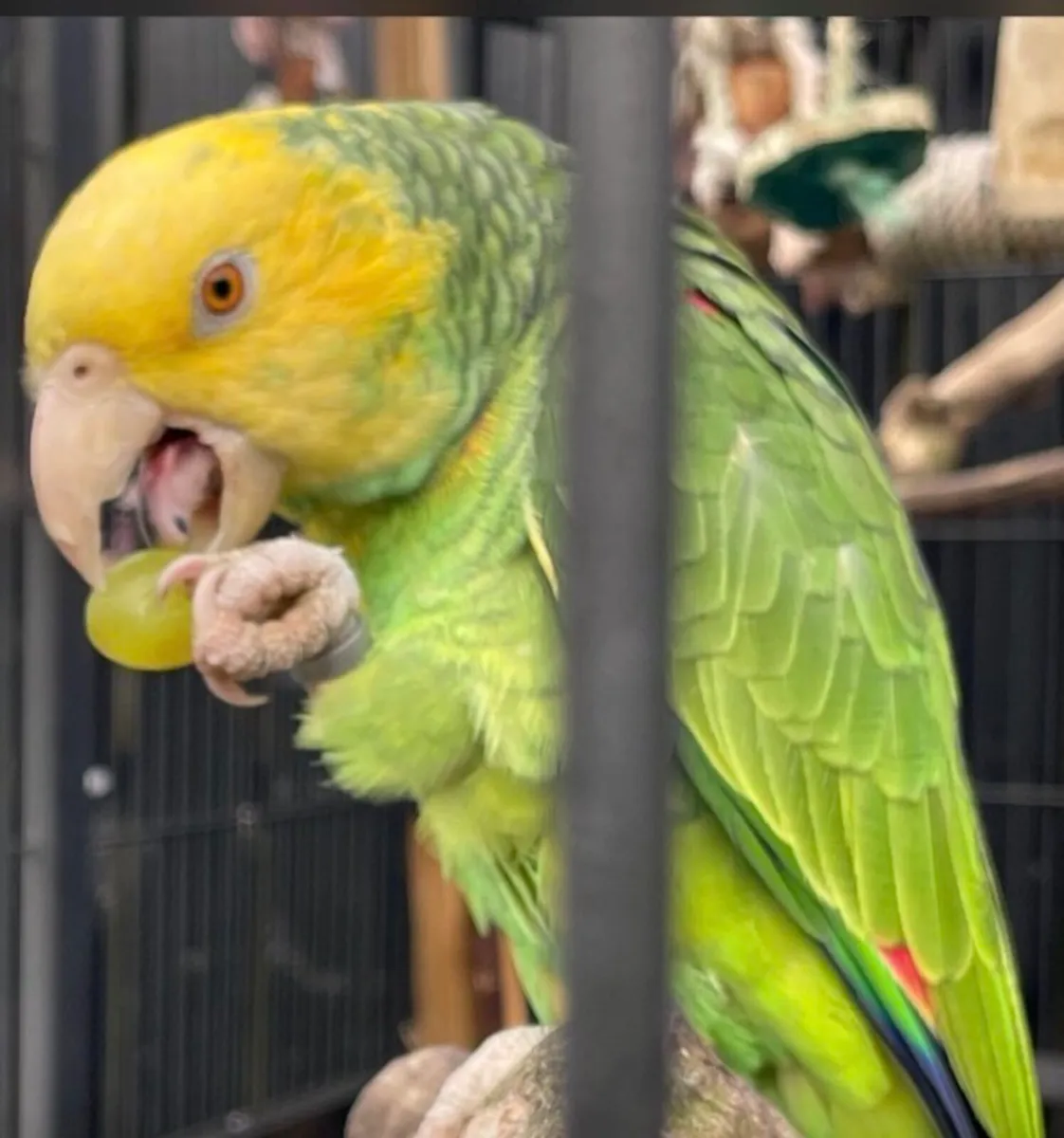 Adult Double yellow Headed Amazon parrots - Image 4