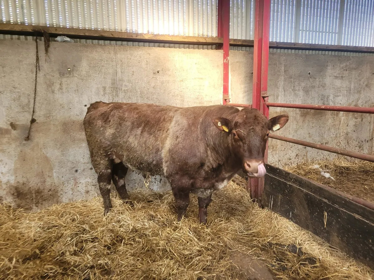 Shorthorn bull registered 5star - Image 3