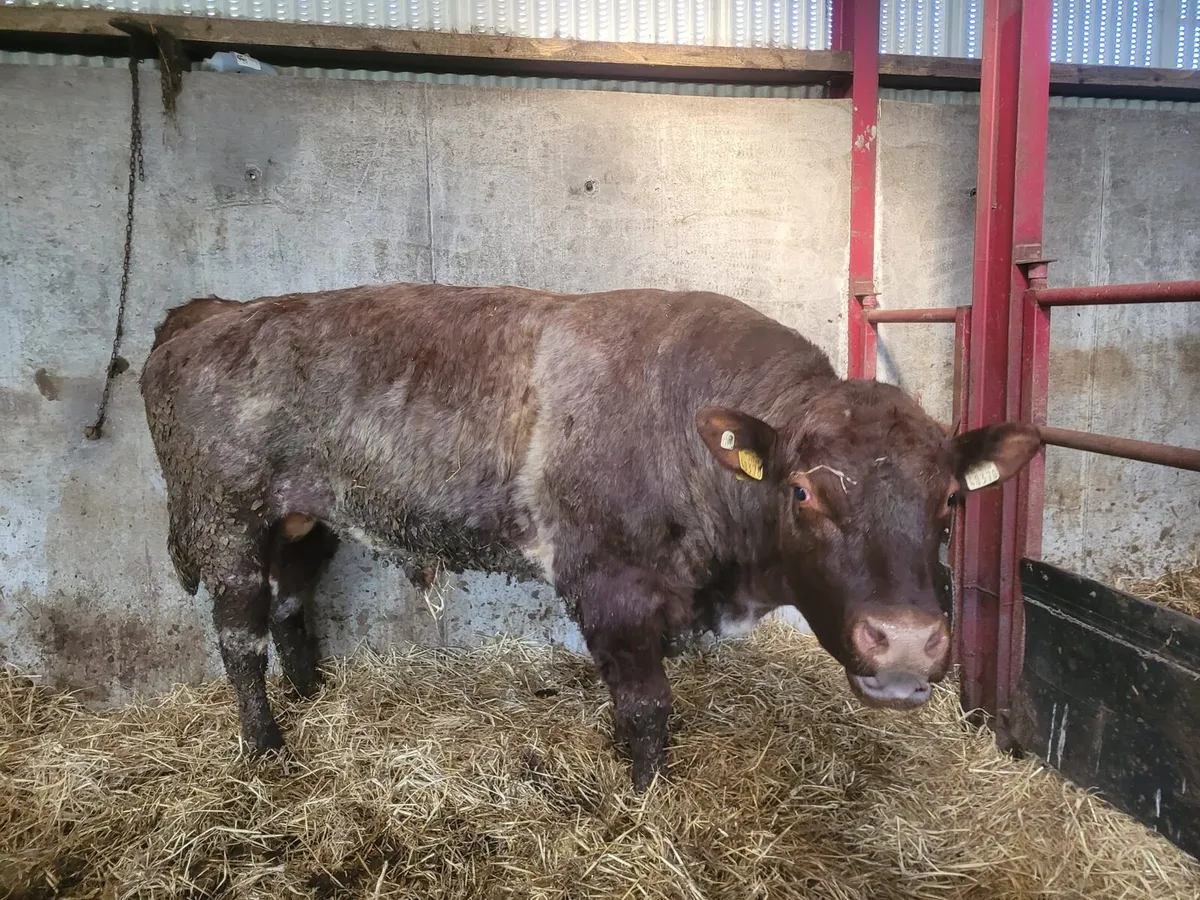 Shorthorn bull registered 5star - Image 4