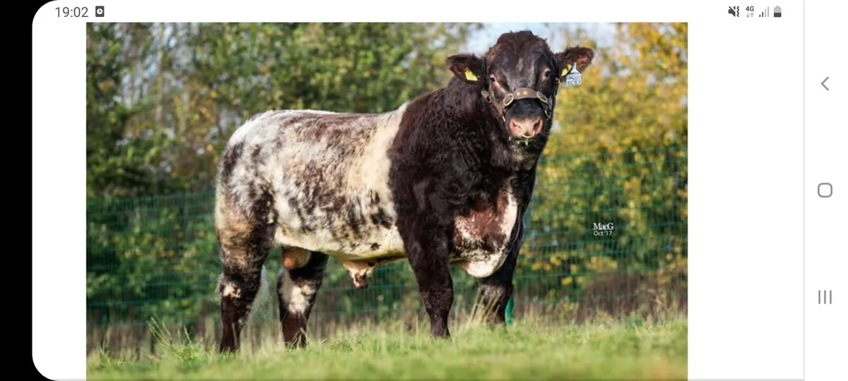 Shorthorn bull registered 5star - Image 2
