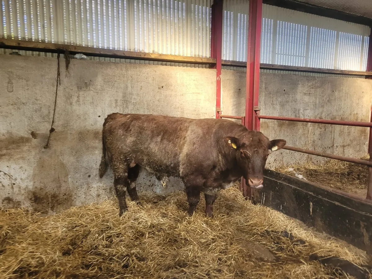 Shorthorn bull registered 5star - Image 1