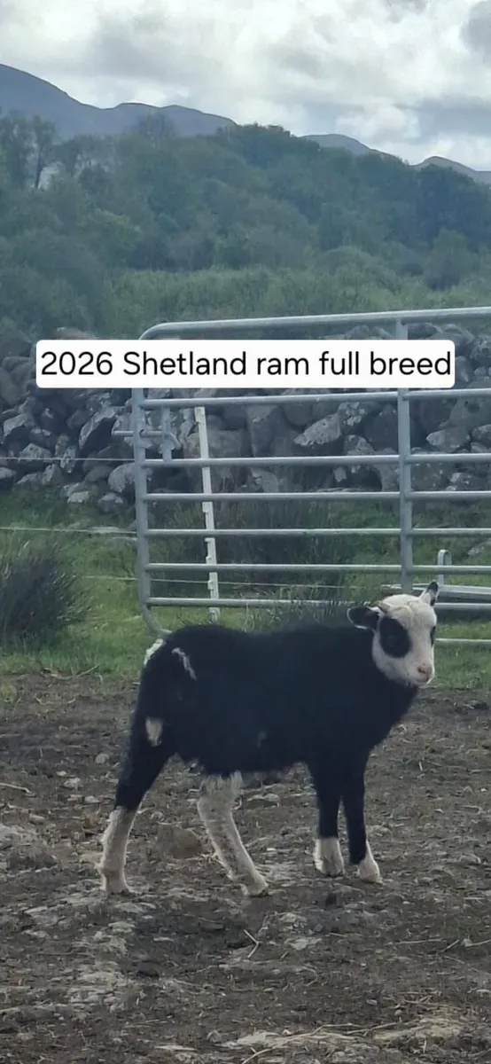 Rare breedSheep(Torddu Badger,Black Welsh,Shetland - Image 1