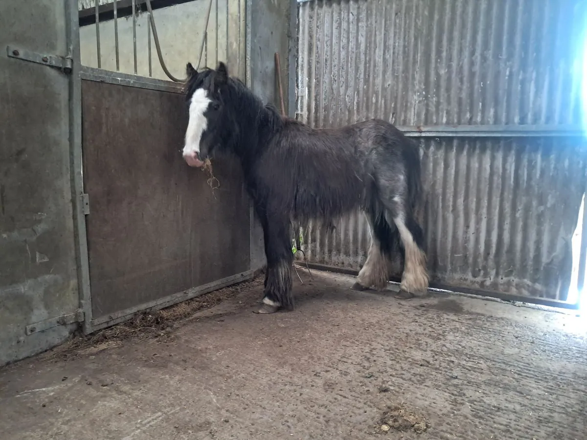 Colt - Image 1