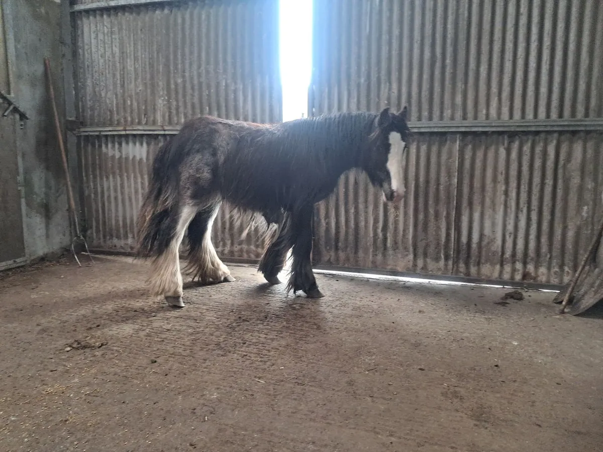 Colt - Image 3