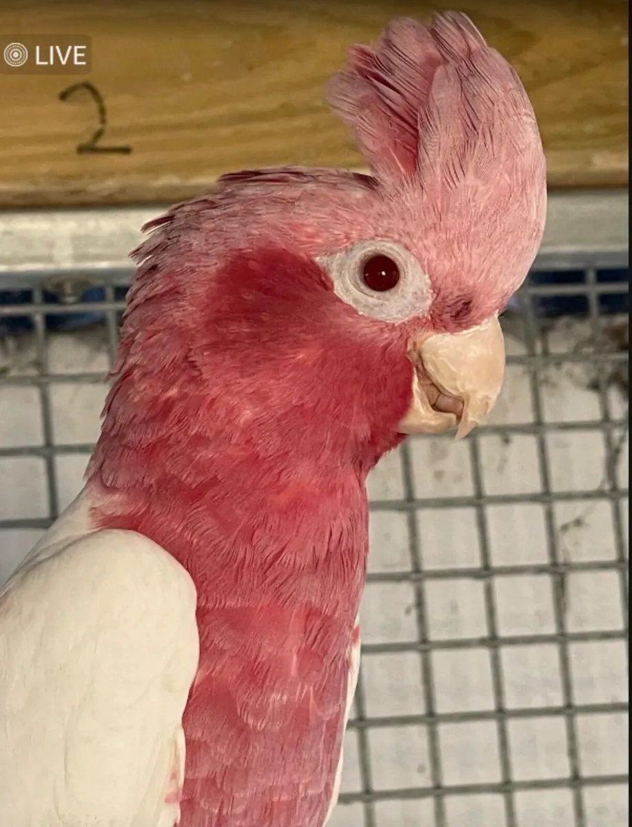 Male Lutino Galah Parrot - Image 1