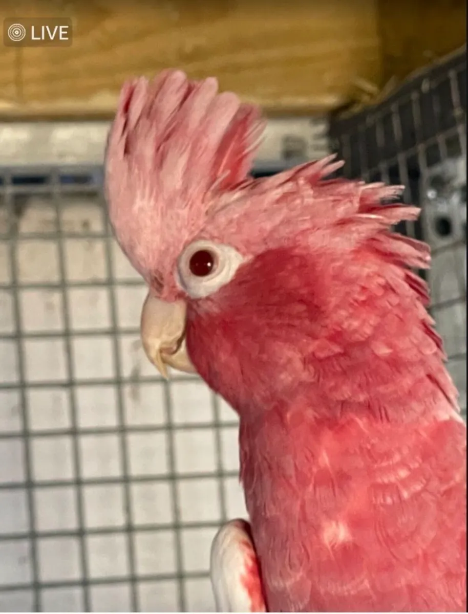 Male Lutino Galah Parrot - Image 2