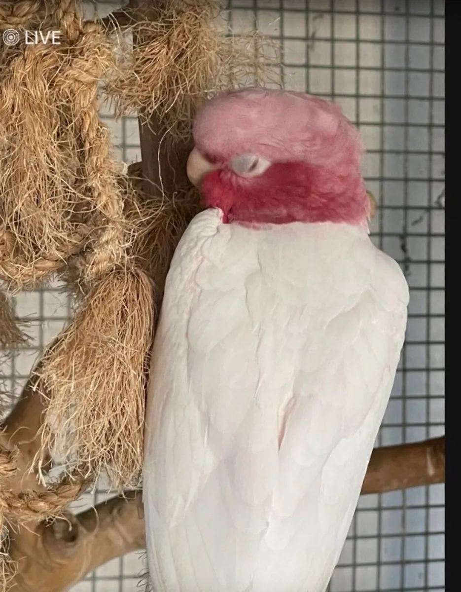 Male Lutino Galah Parrot - Image 3