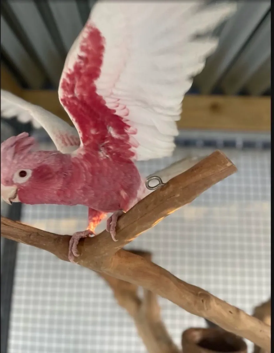 Male Lutino Galah Parrot - Image 4