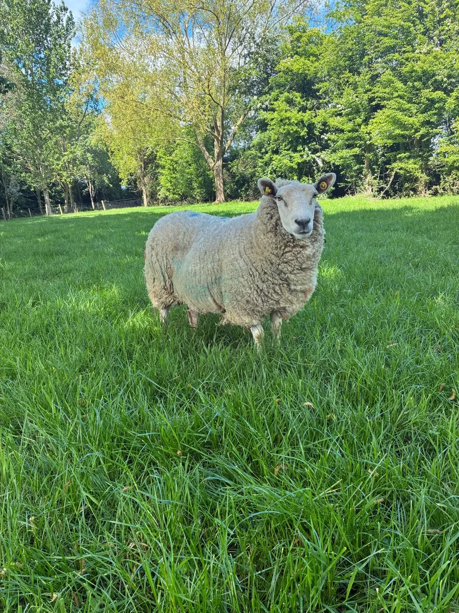Cull Ewe - Image 1