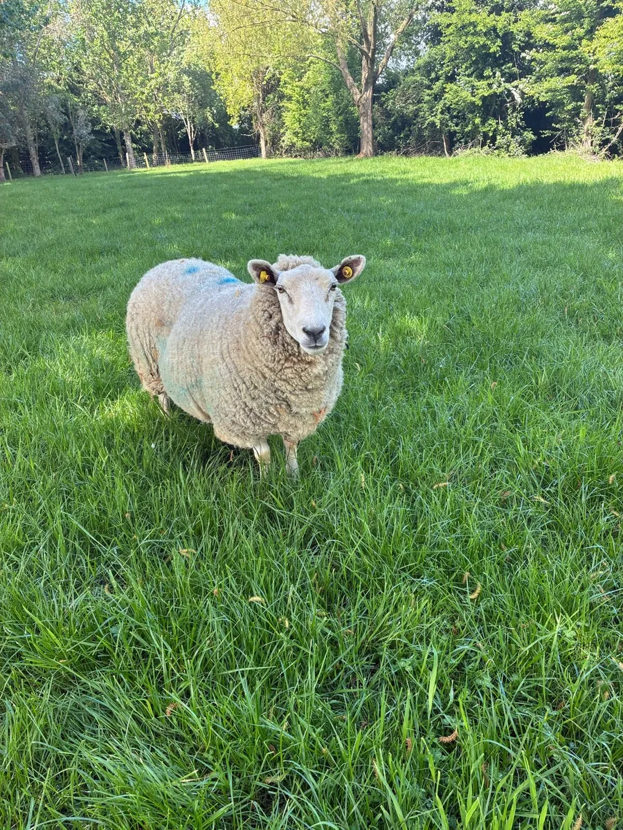 Cull Ewe - Image 2