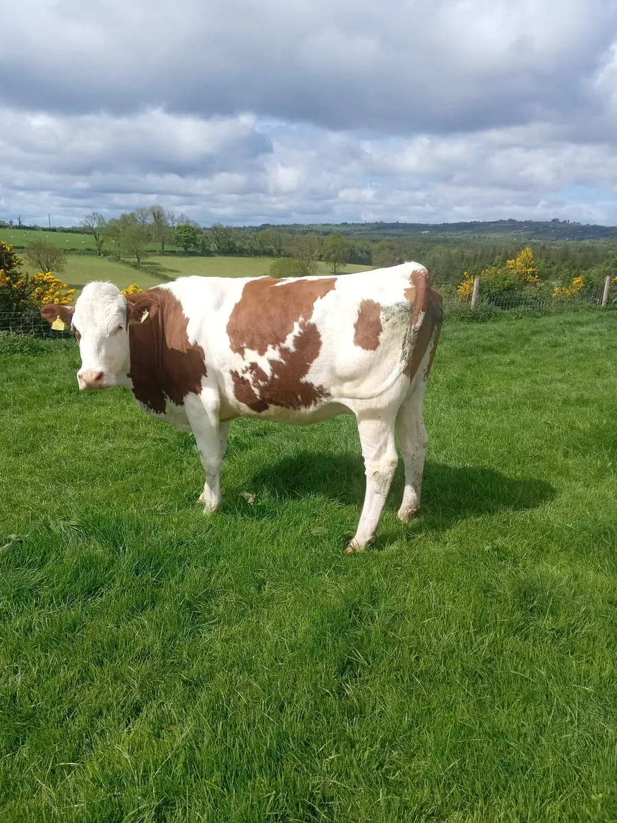 Heifer - Image 1