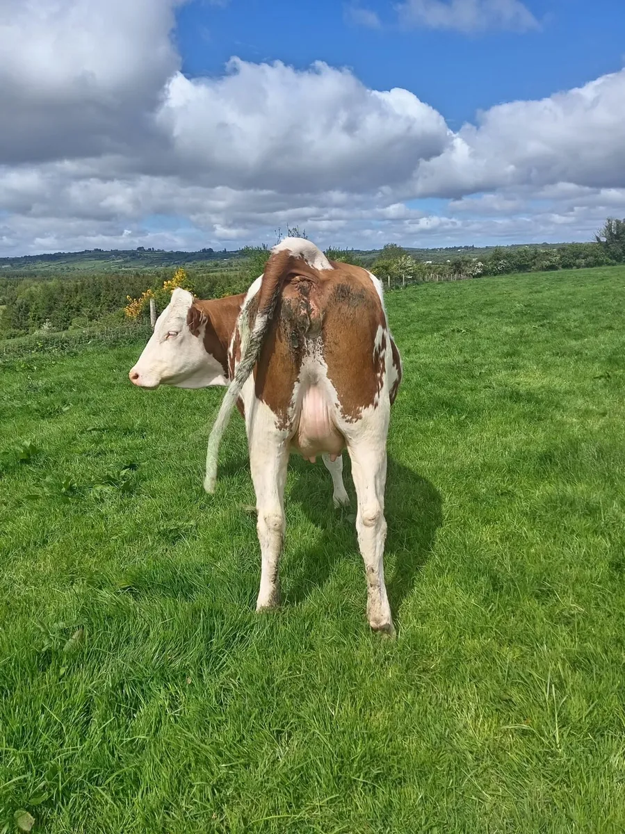 Heifer - Image 2