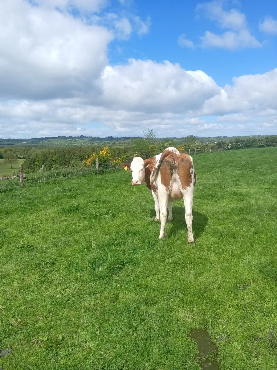 Heifer - Image 4