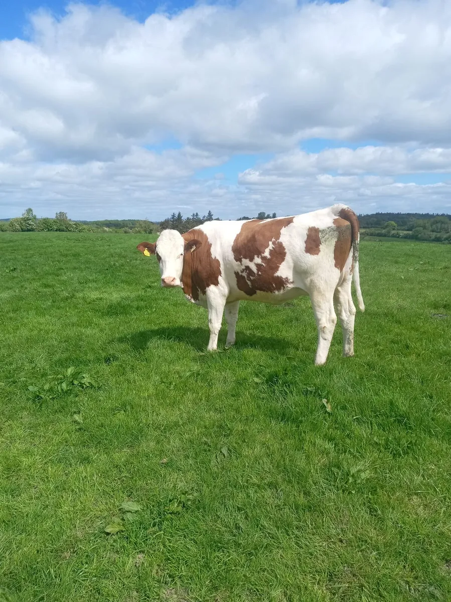 Heifer - Image 3