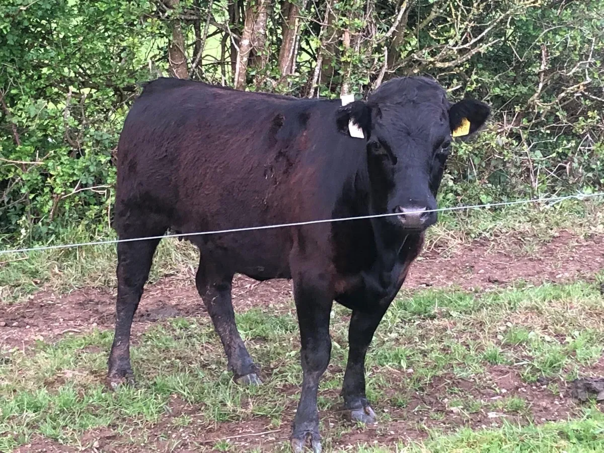 Pedigree Dexter Heifer - Image 1
