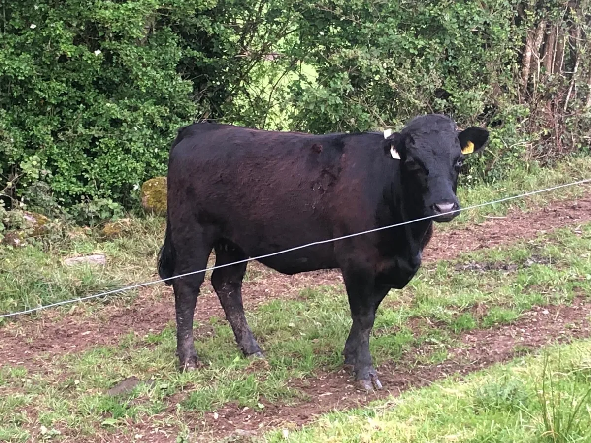 Pedigree Dexter Heifer - Image 2