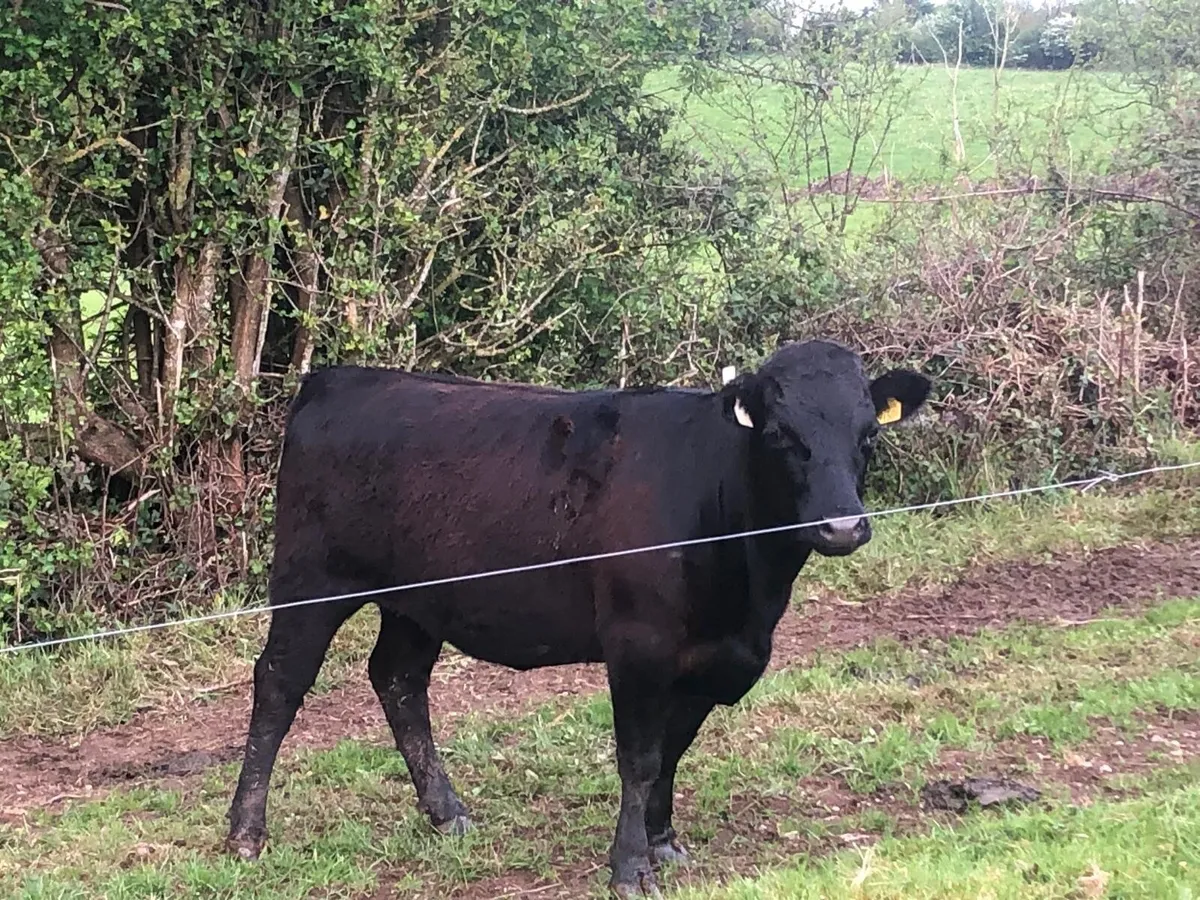 Pedigree Dexter Heifer - Image 3