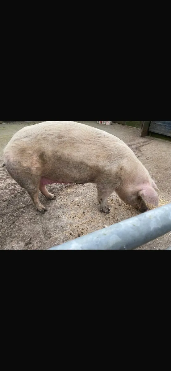 Sow