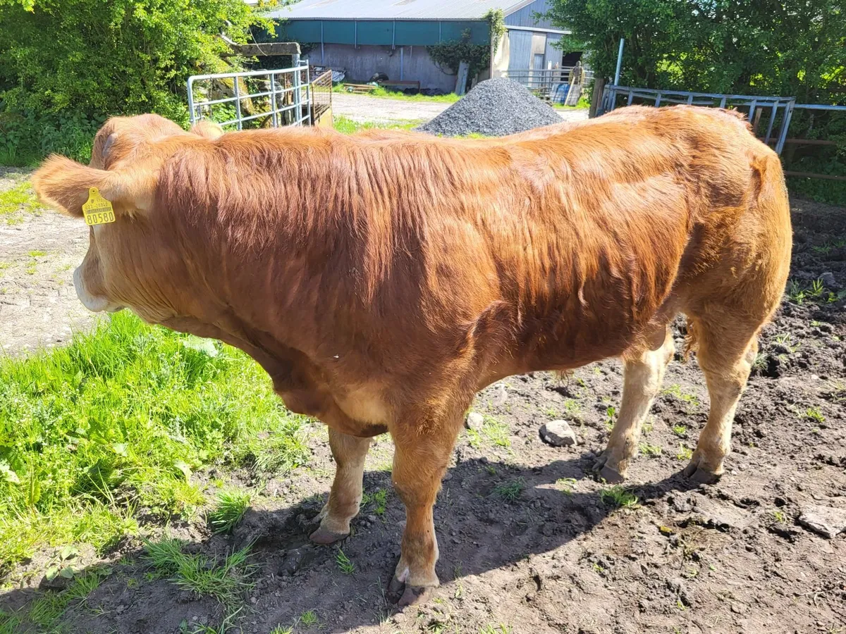PBR Limousin Bull - Image 2