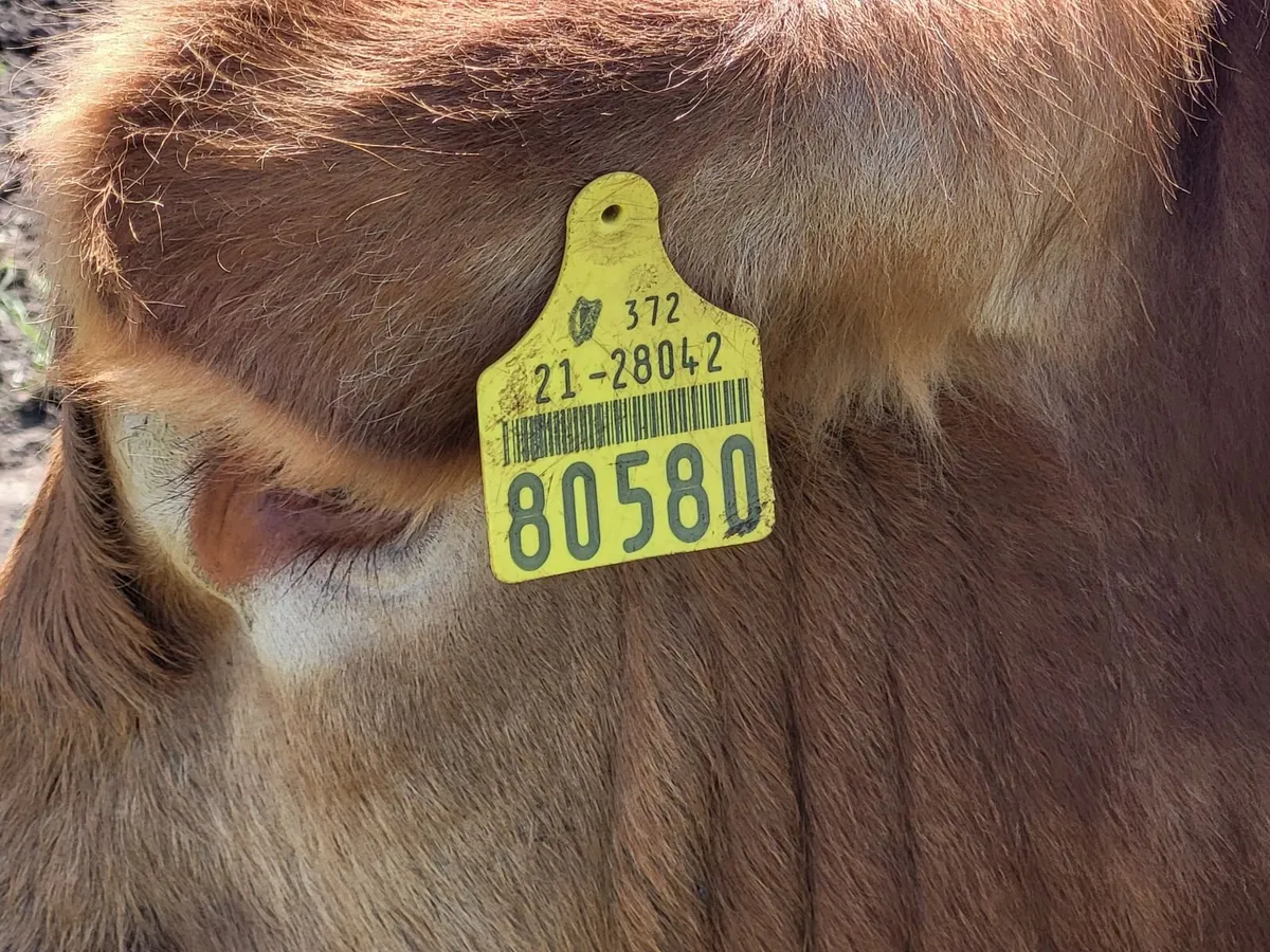 PBR Limousin Bull - Image 3