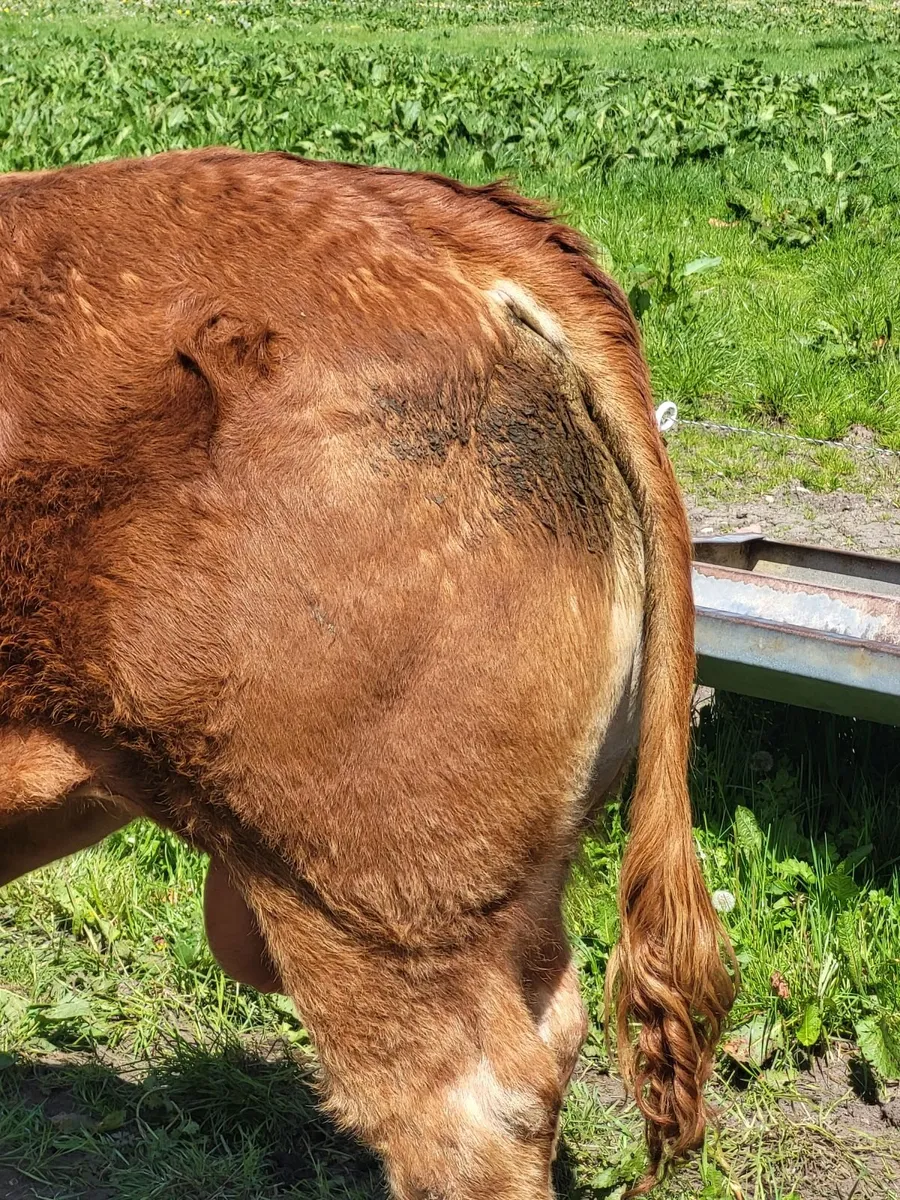 PBR Limousin Bull - Image 4