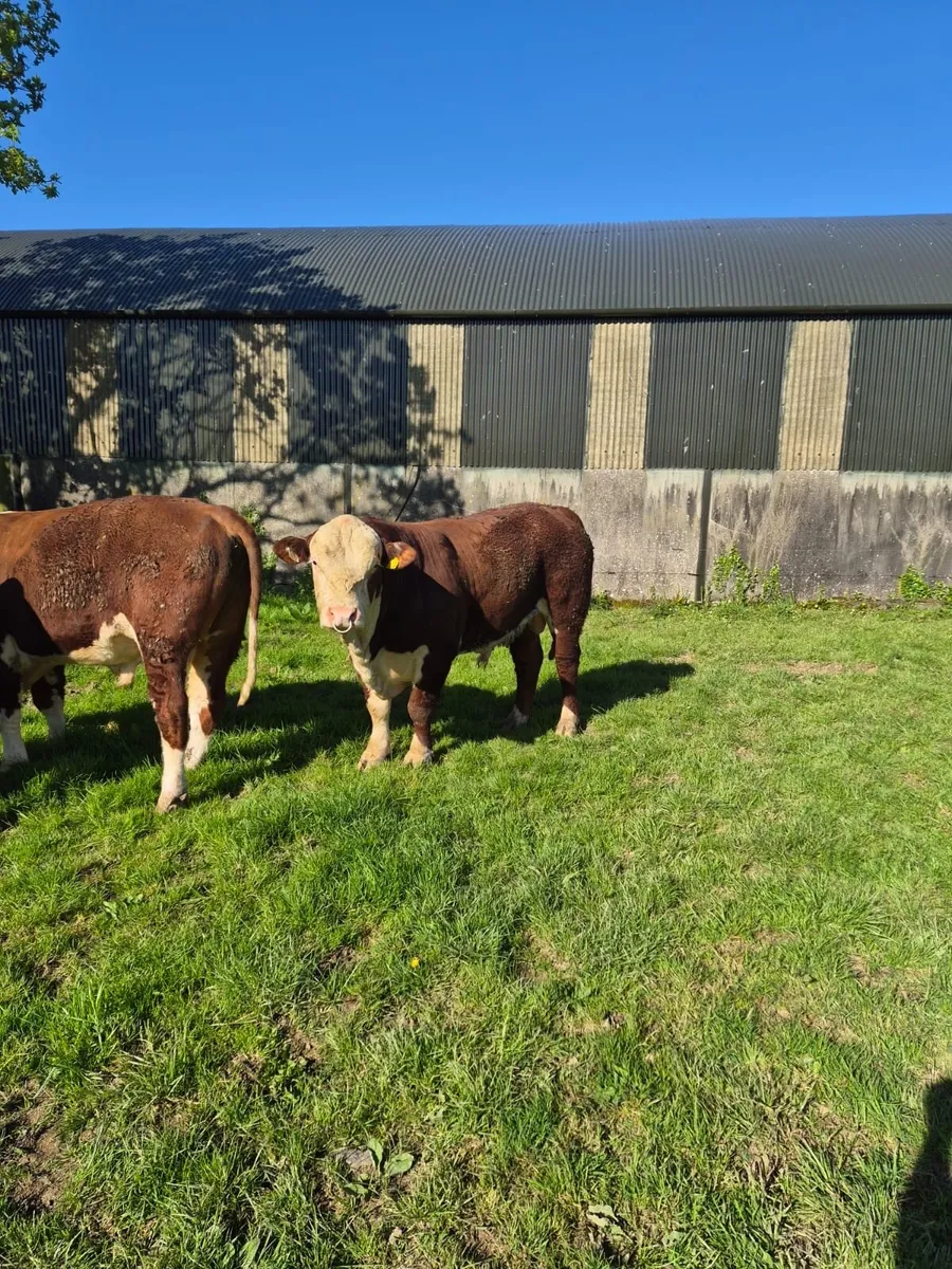 Polled Hereford Bulls - Image 3