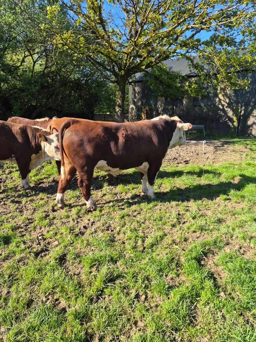 Polled Hereford Bulls - Image 2
