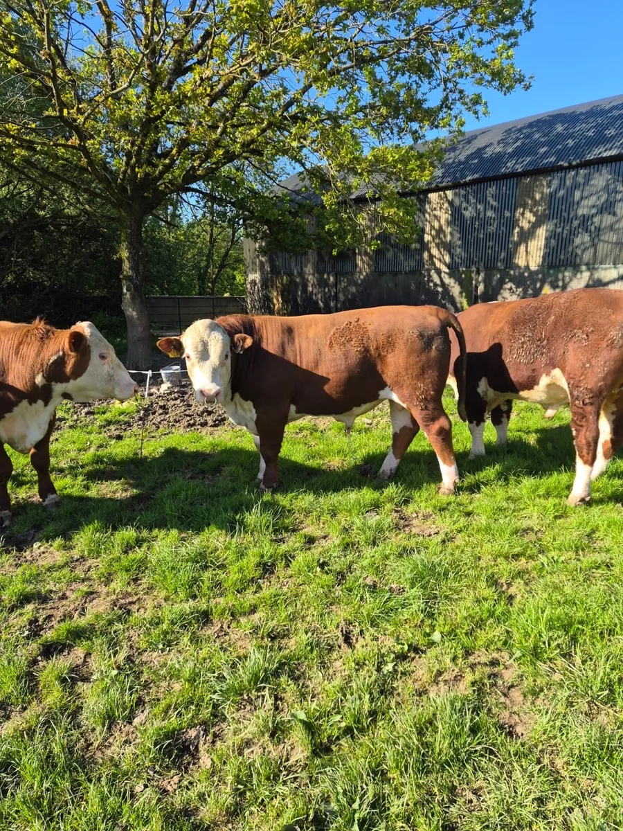 Polled Hereford Bulls - Image 1