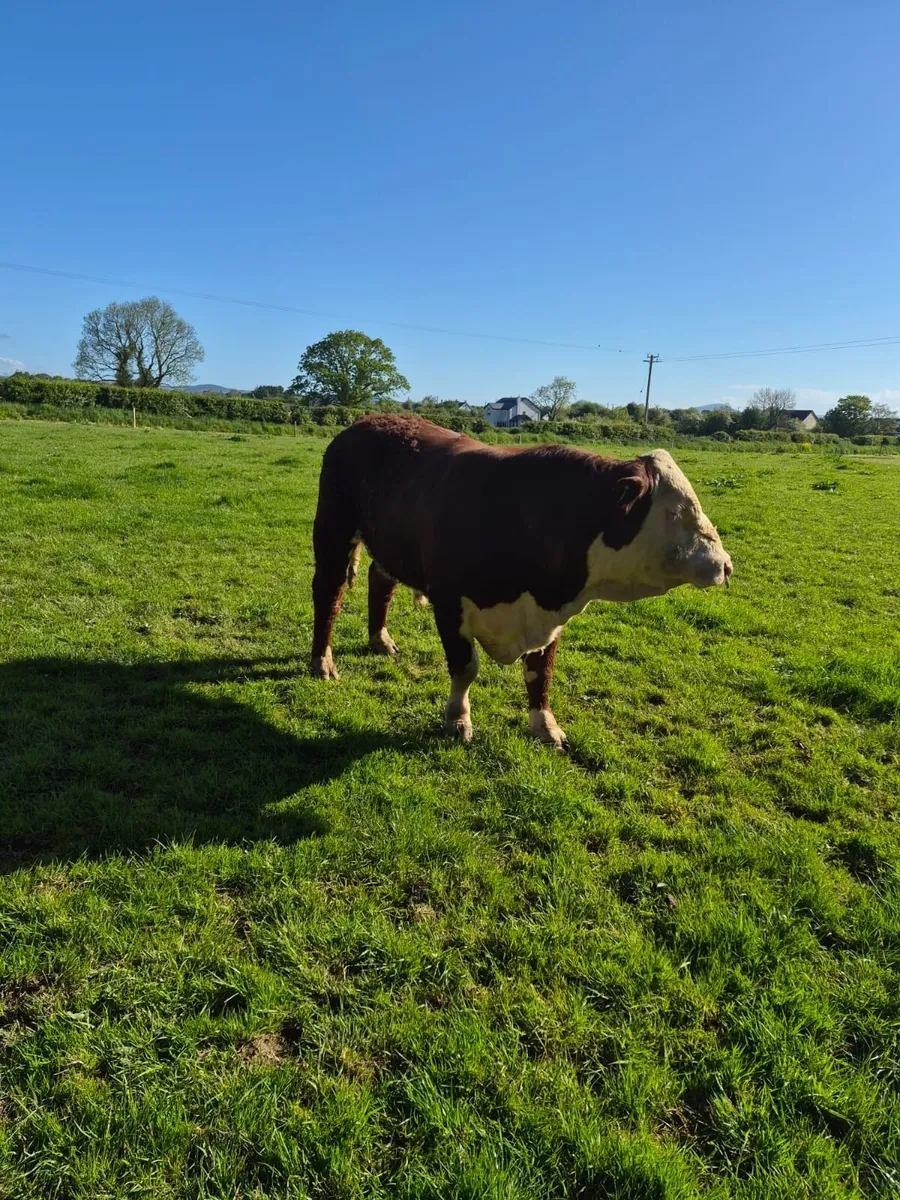 Polled Hereford Bulls - Image 4