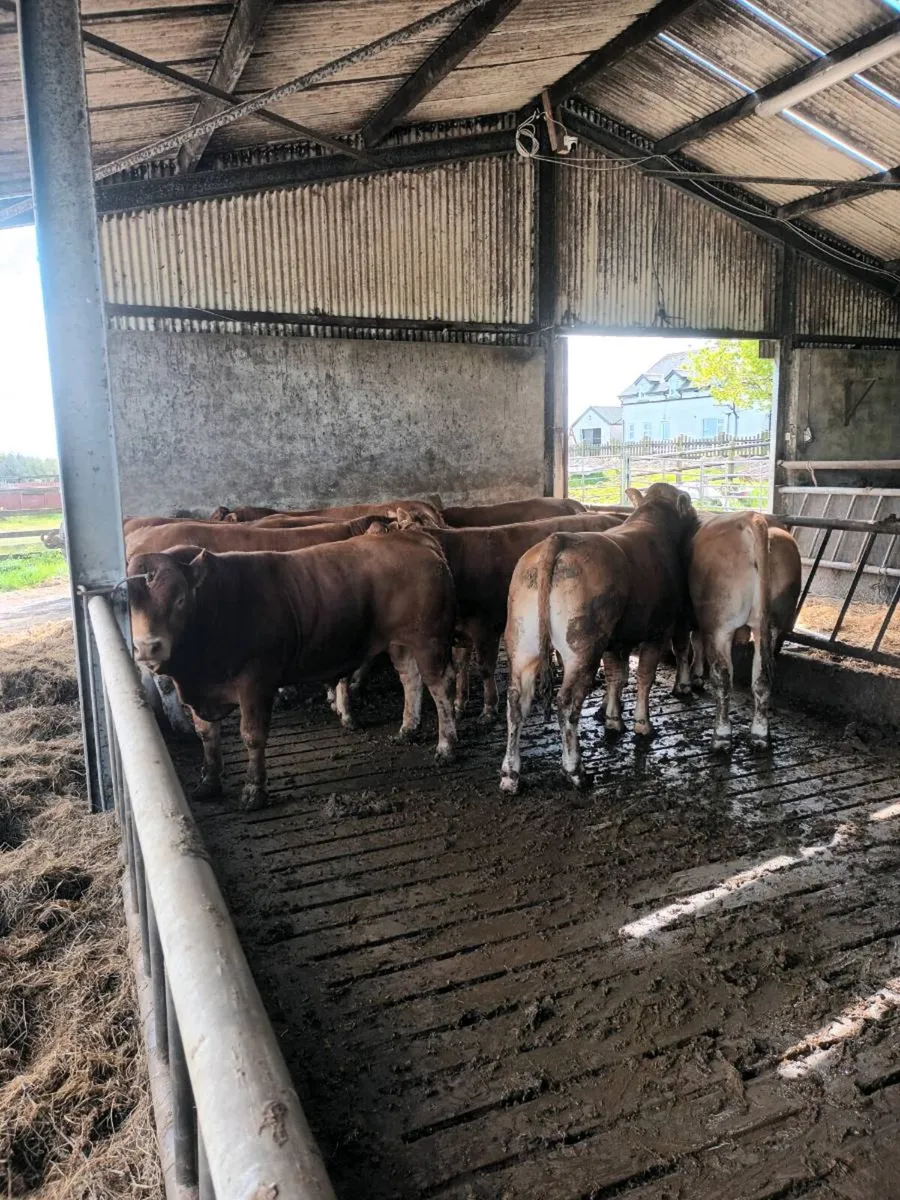 Purebred Registered Limousin bulls - Image 2