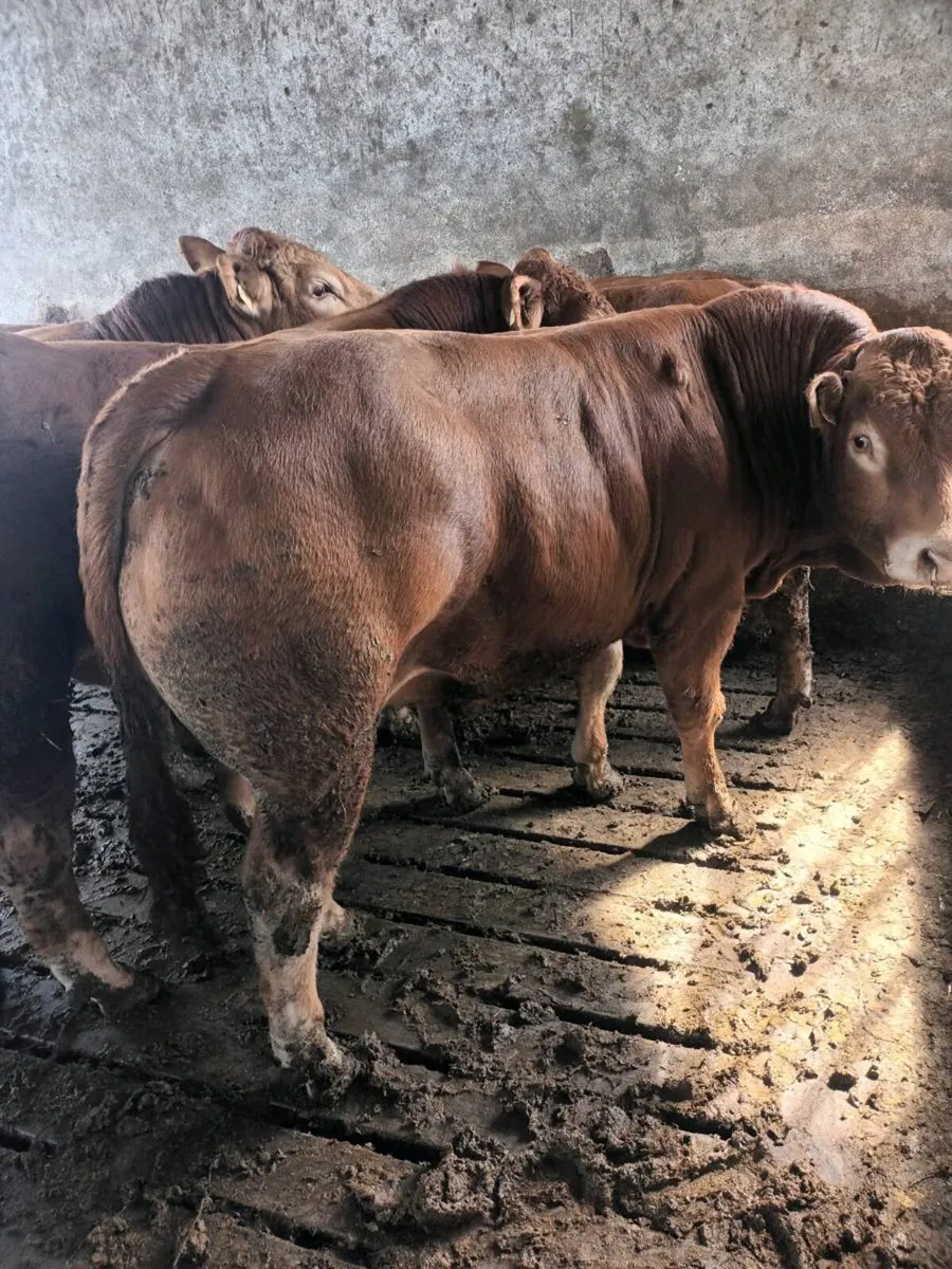 Purebred Registered Limousin bulls - Image 3