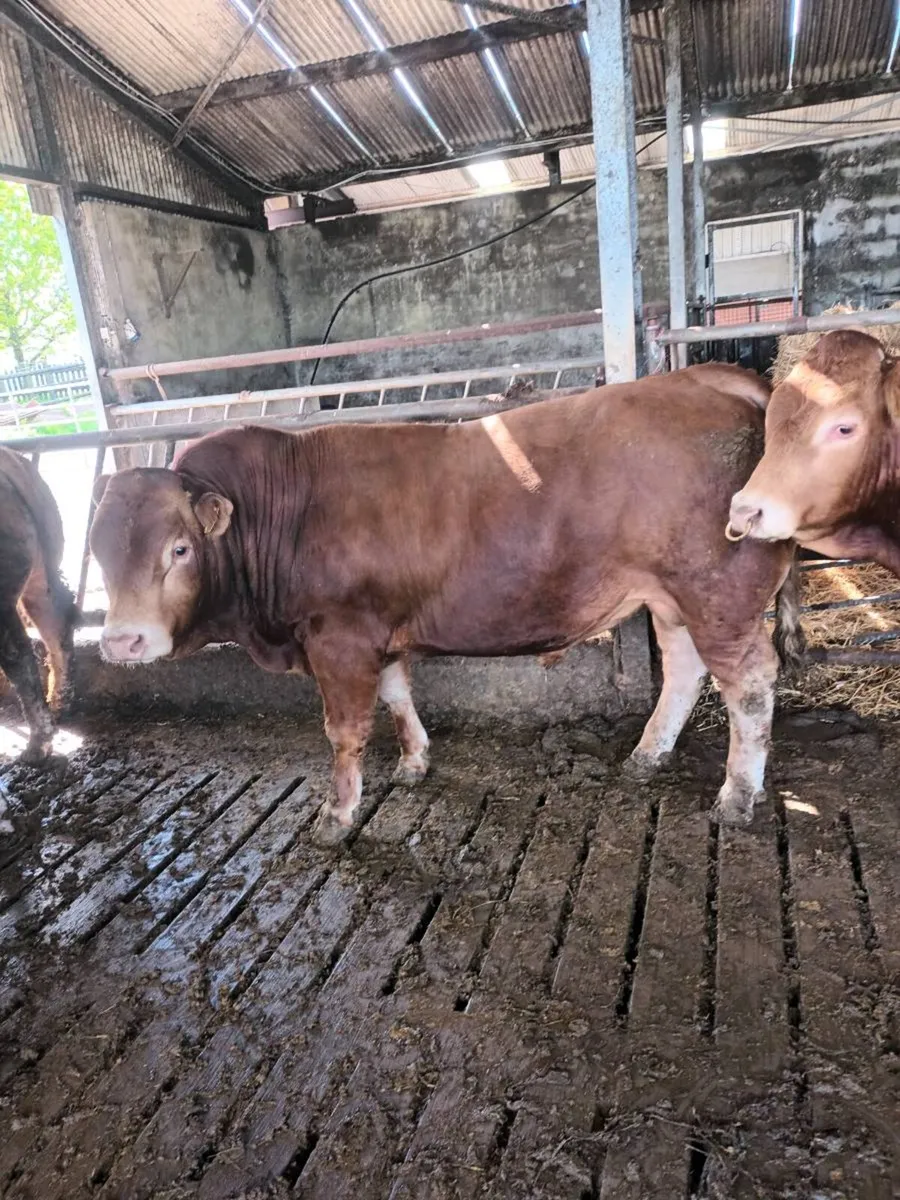 Purebred Registered Limousin bulls - Image 4