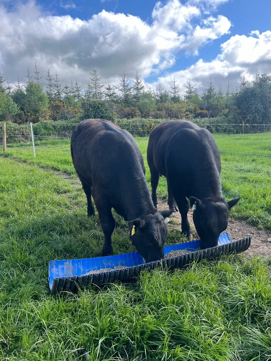 P.B Aberdeen Angus bulls