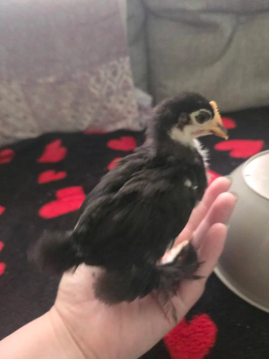Pekin bantam fertile eggs, 3 week old Cockerells - Image 1