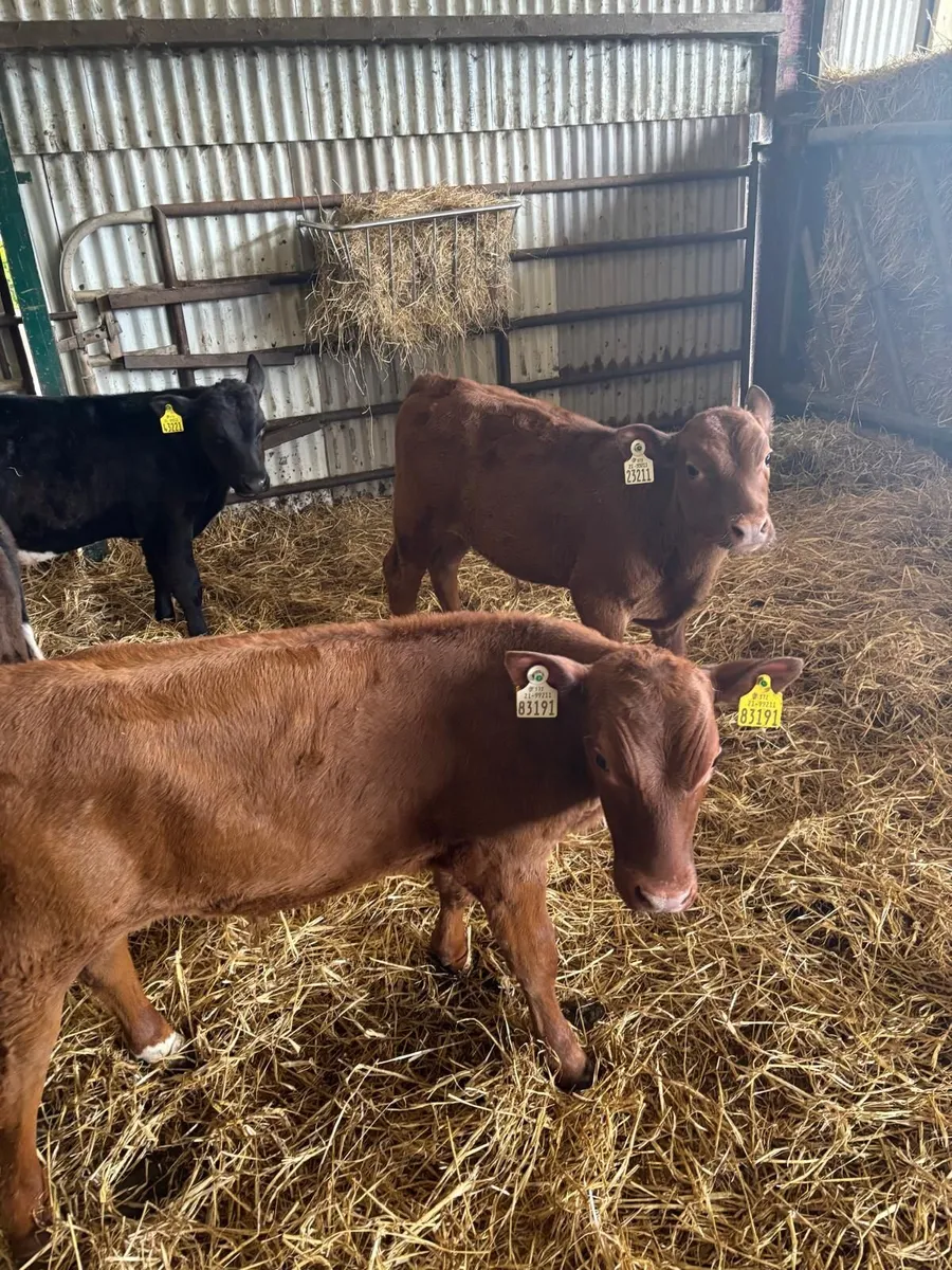 10 Calves for Sale - Image 1
