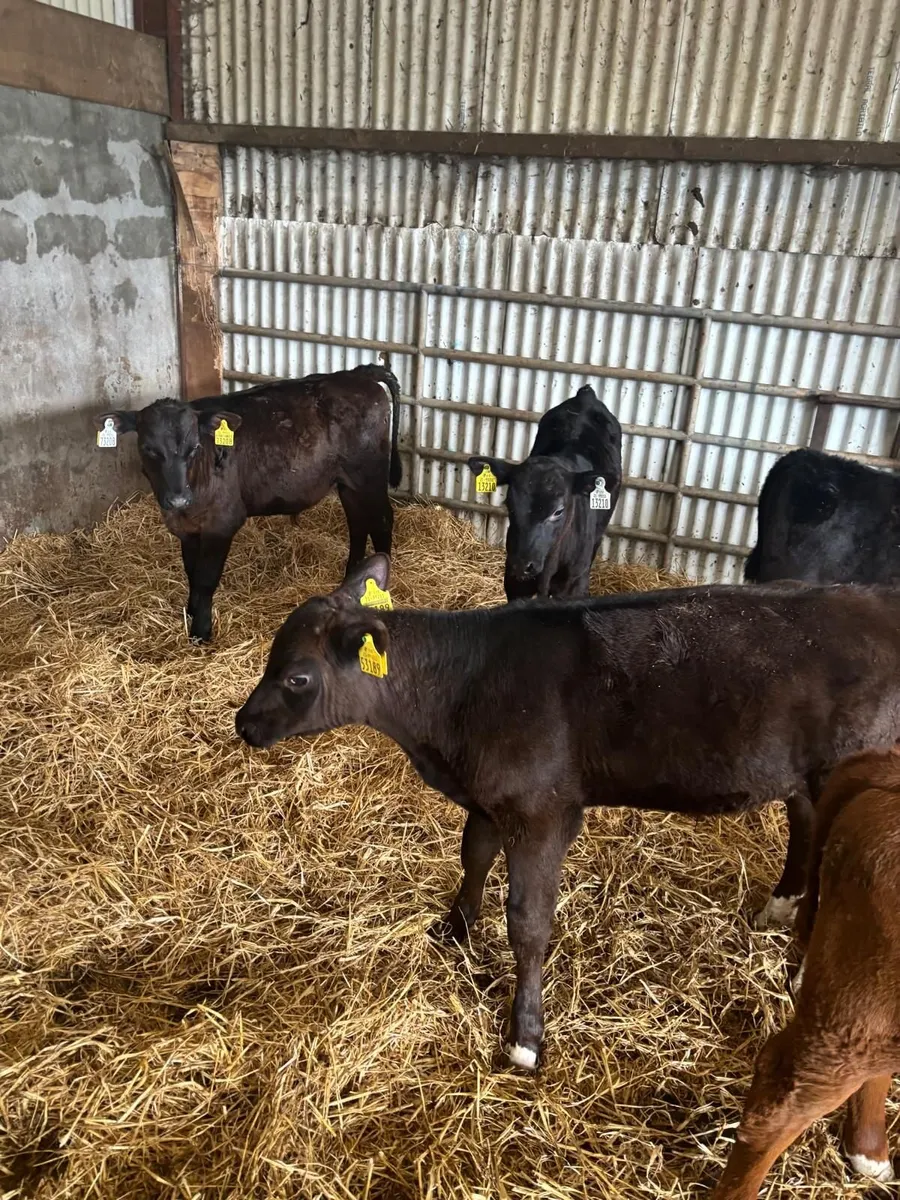 10 Calves for Sale - Image 2