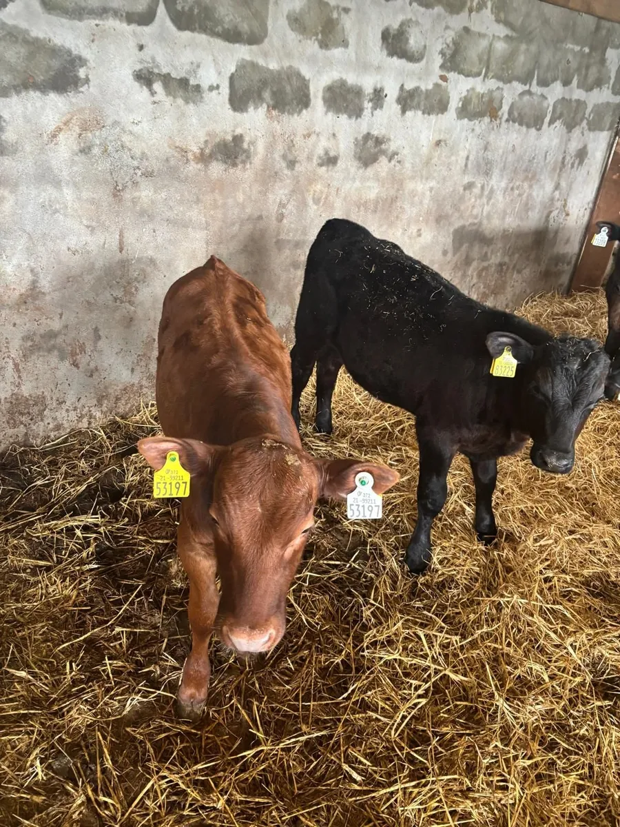 10 Calves for Sale - Image 3