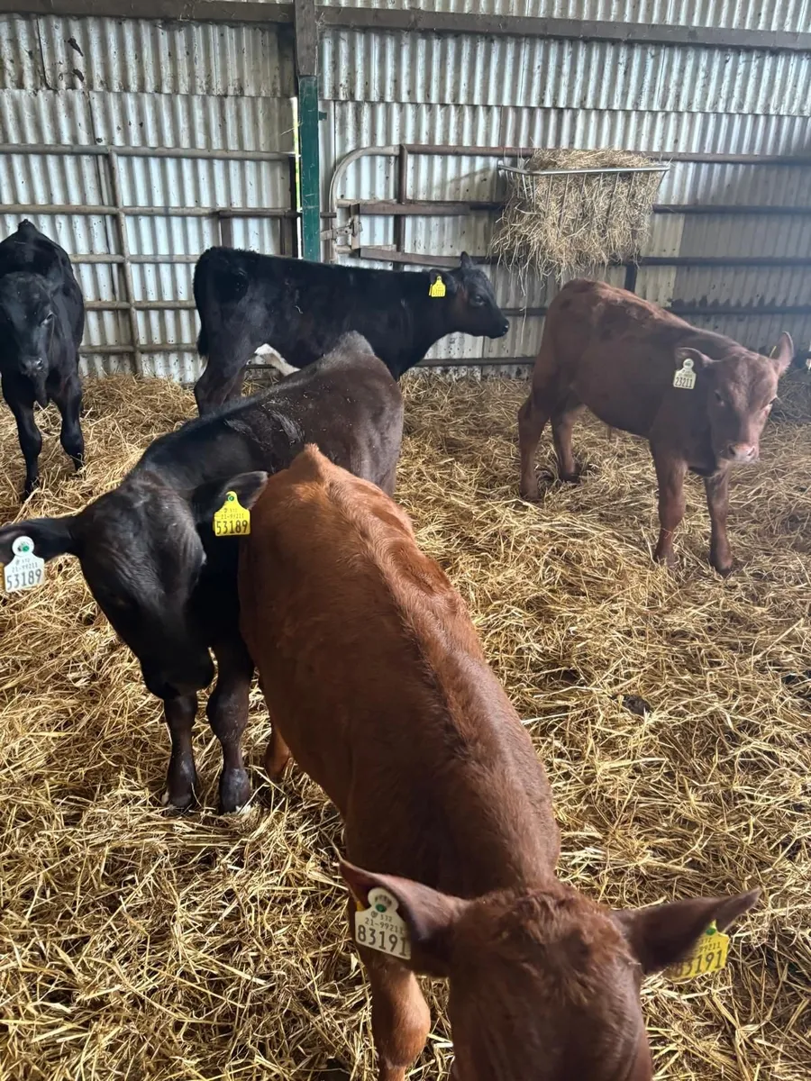 10 Calves for Sale - Image 4