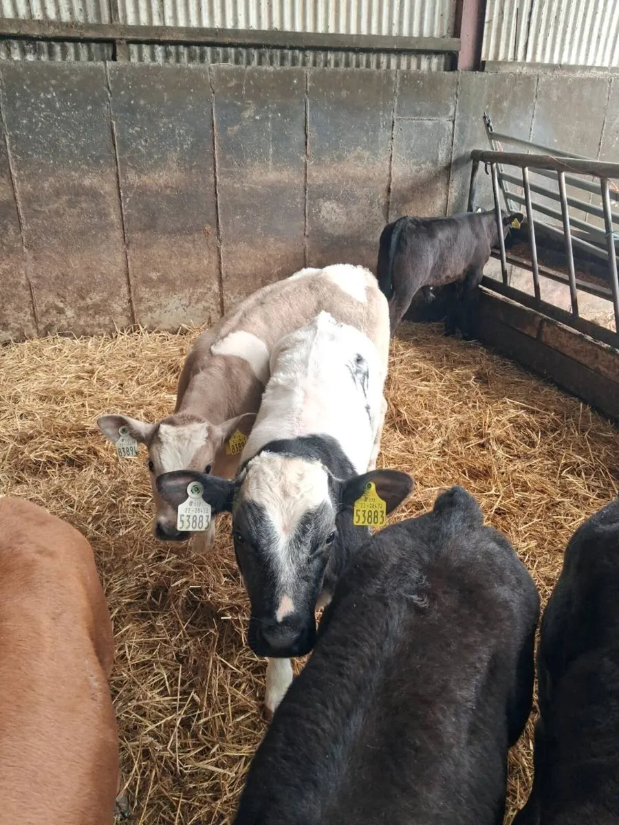 CALVES ALL BREEDS ,HEIFERS, BULLS, ALL AGES. - Image 3