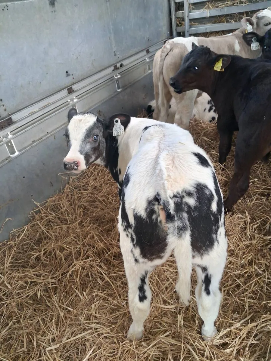 CALVES ALL BREEDS ,HEIFERS, BULLS, ALL AGES. - Image 2