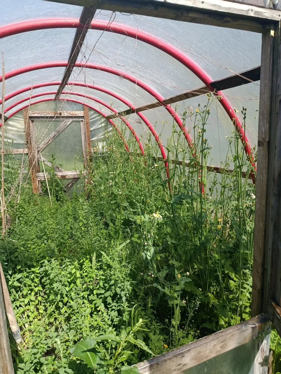 Green house - Image 3