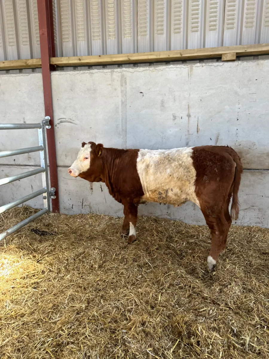 Cow maker - Image 4
