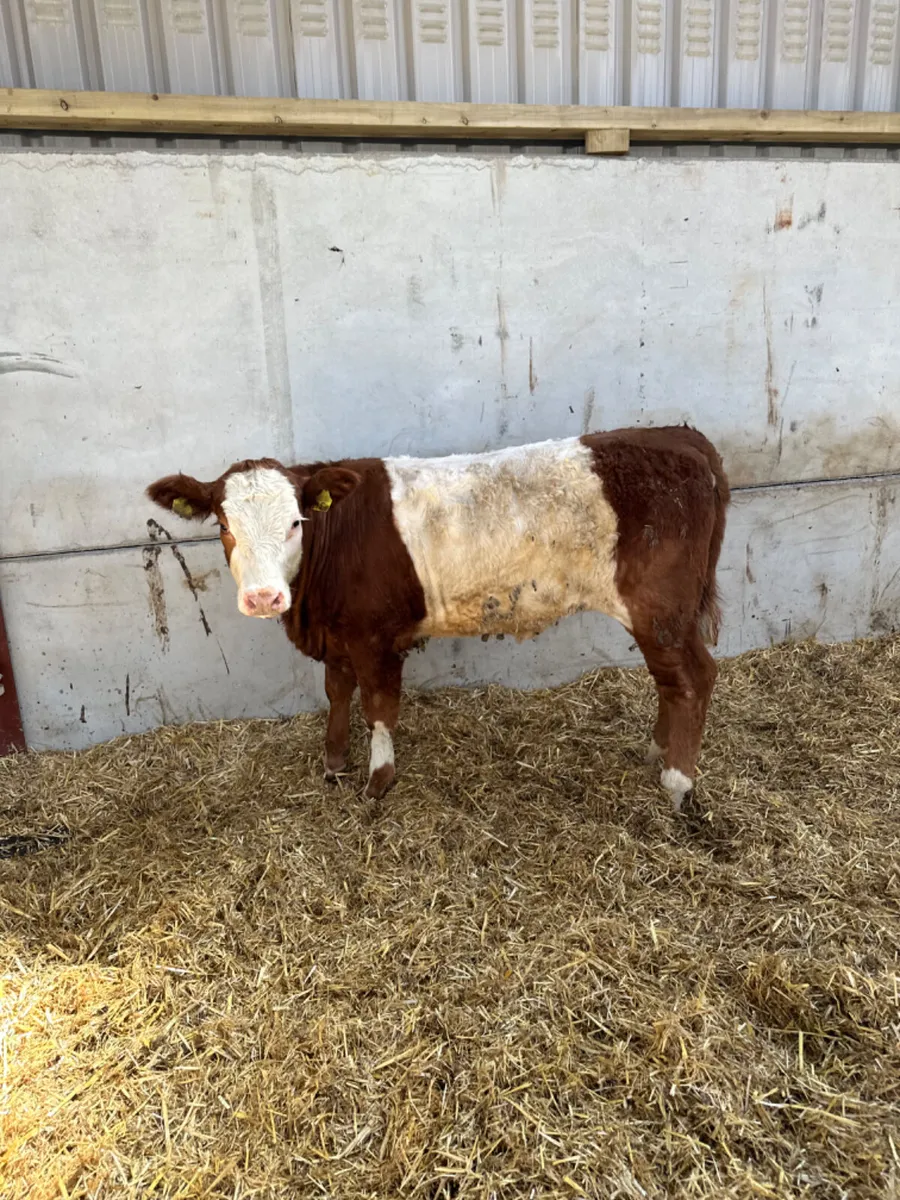 Cow maker - Image 2