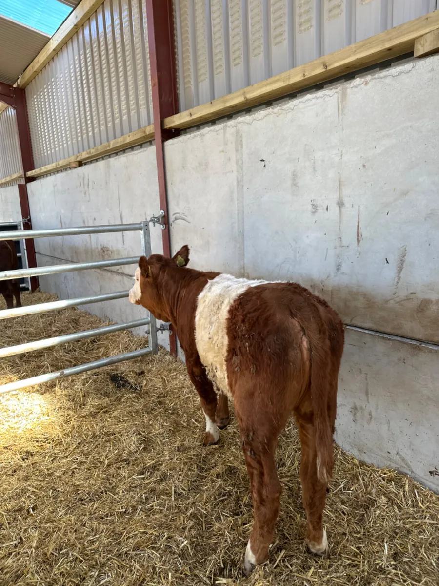Cow maker - Image 3