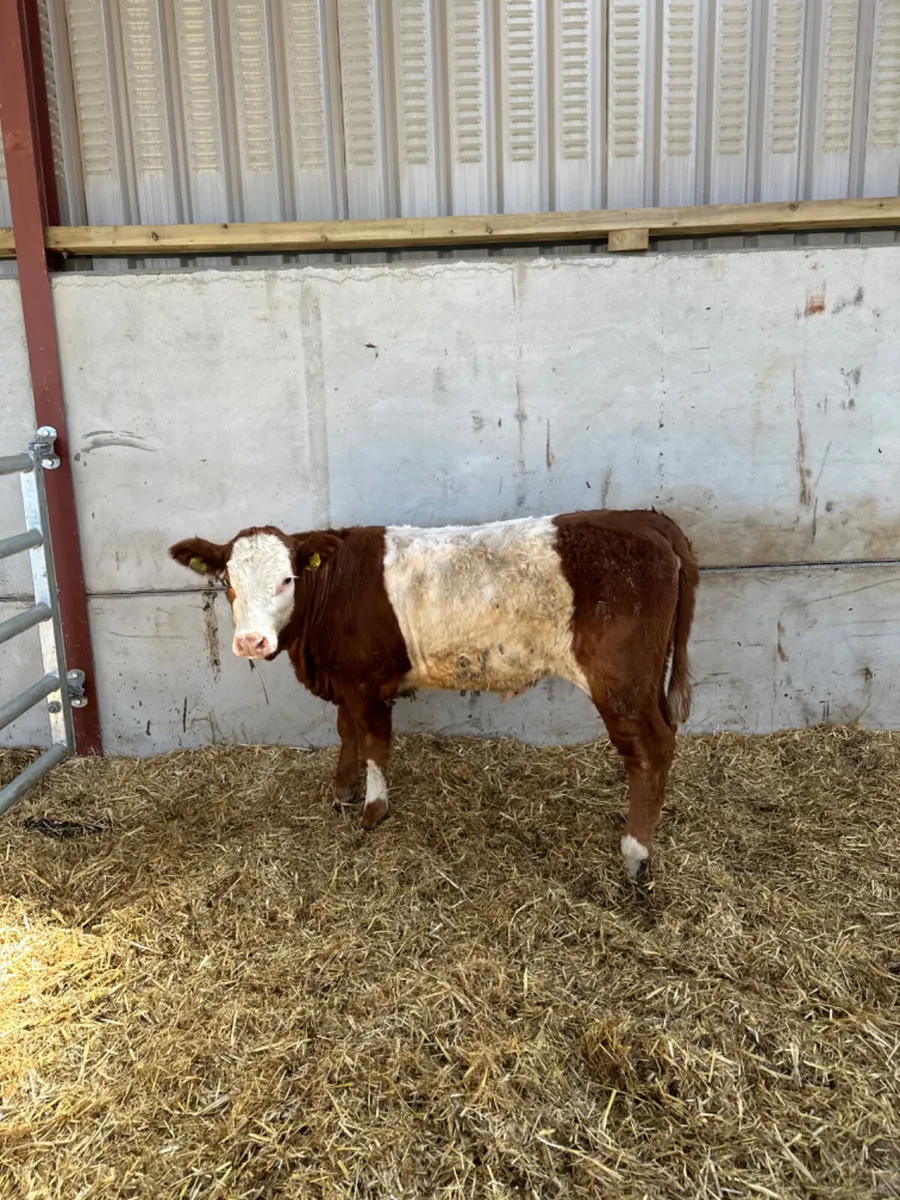 Cow maker - Image 1