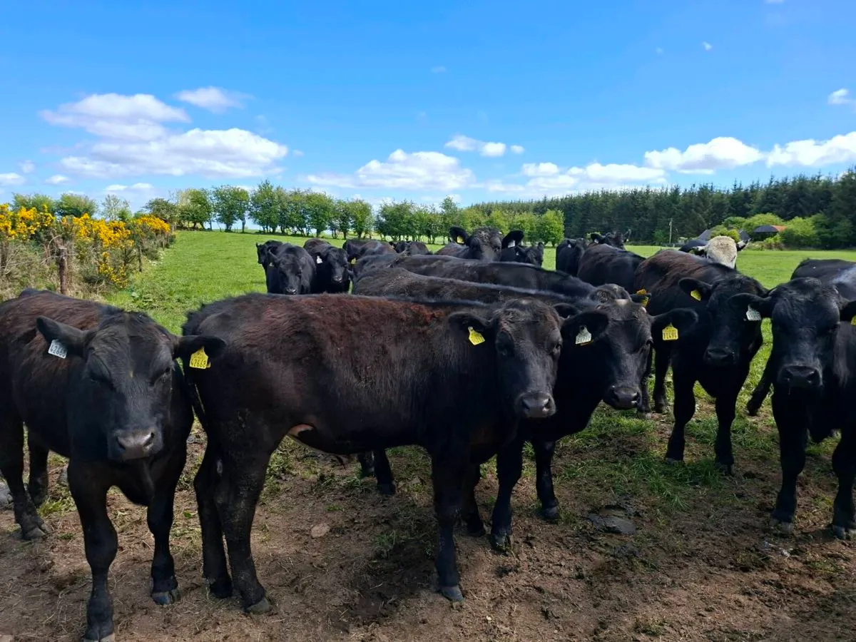 25 bullocks - Image 2