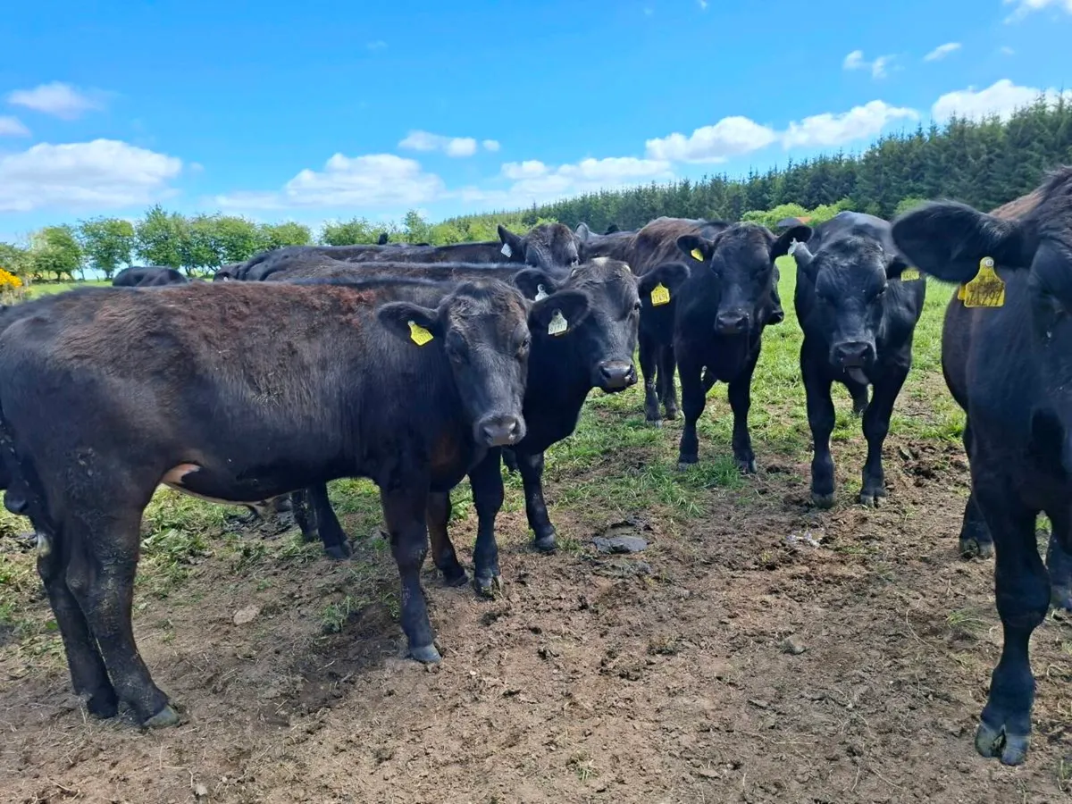 25 bullocks - Image 3