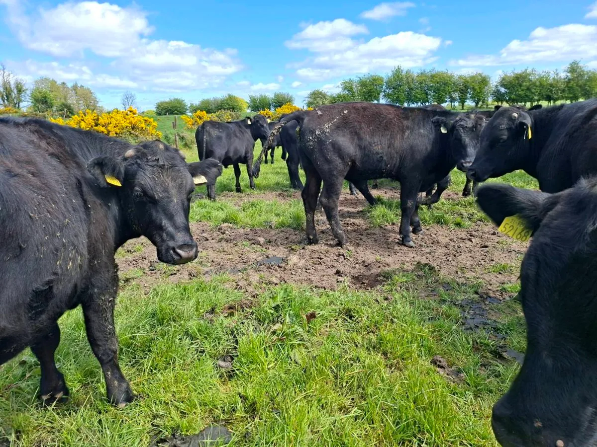 25 bullocks - Image 4