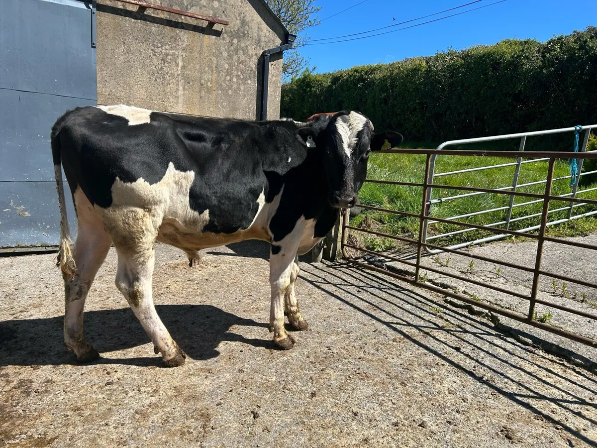 Vasectomised Bull - Image 2