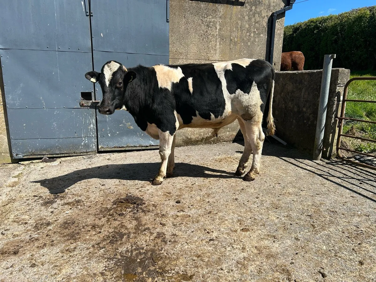 Vasectomised Bull - Image 3